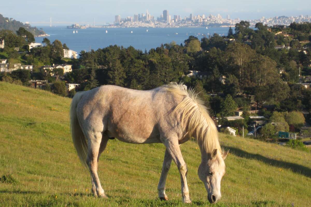 Silver Fox, a gray gelding, poses in front of San Francisco’s skyline.