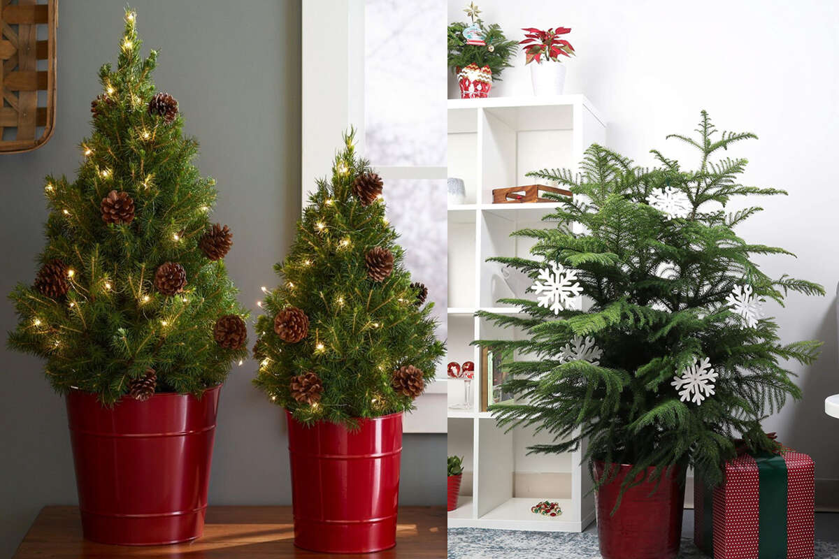 Where To Buy Potted Christmas Trees And How To Care For Them