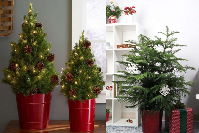 Tree Of Giving Christmas Cheer Day Spokane 2022 Where To Buy Potted Christmas Trees And How To Care For Them