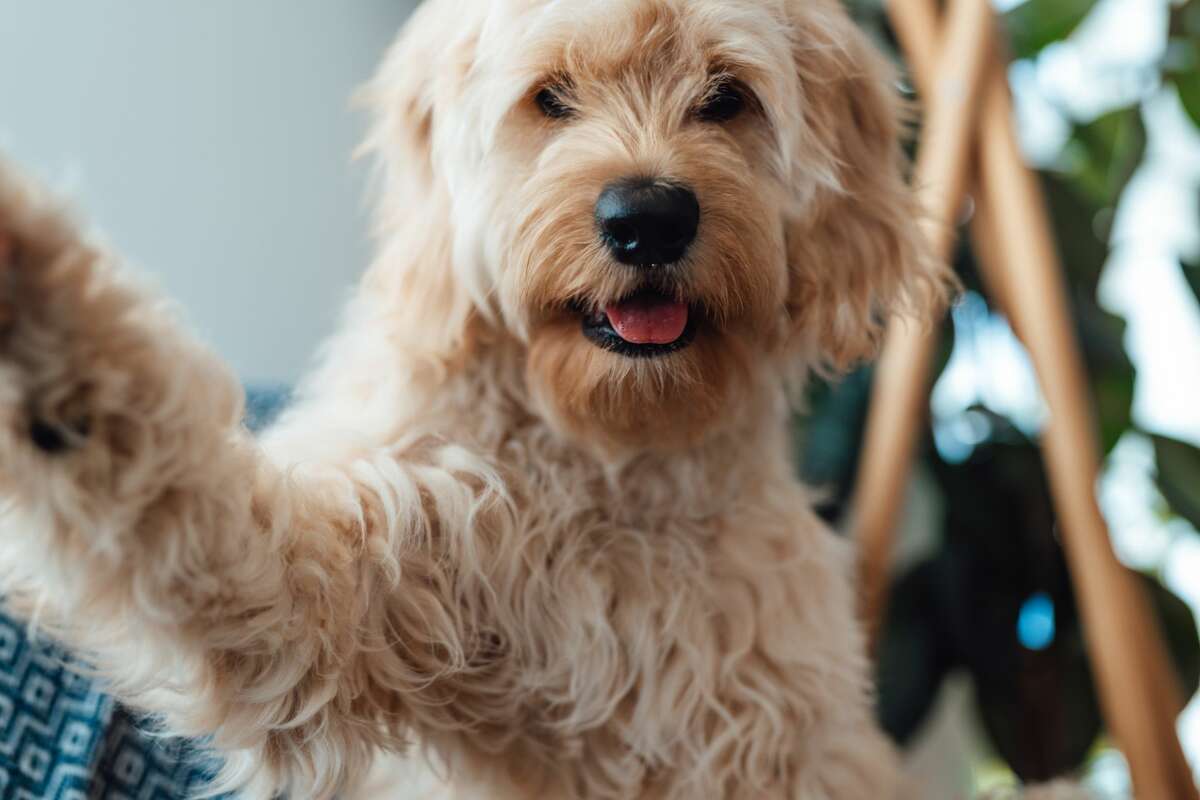 A Miniature Goldendoodle taking selfie at home. 