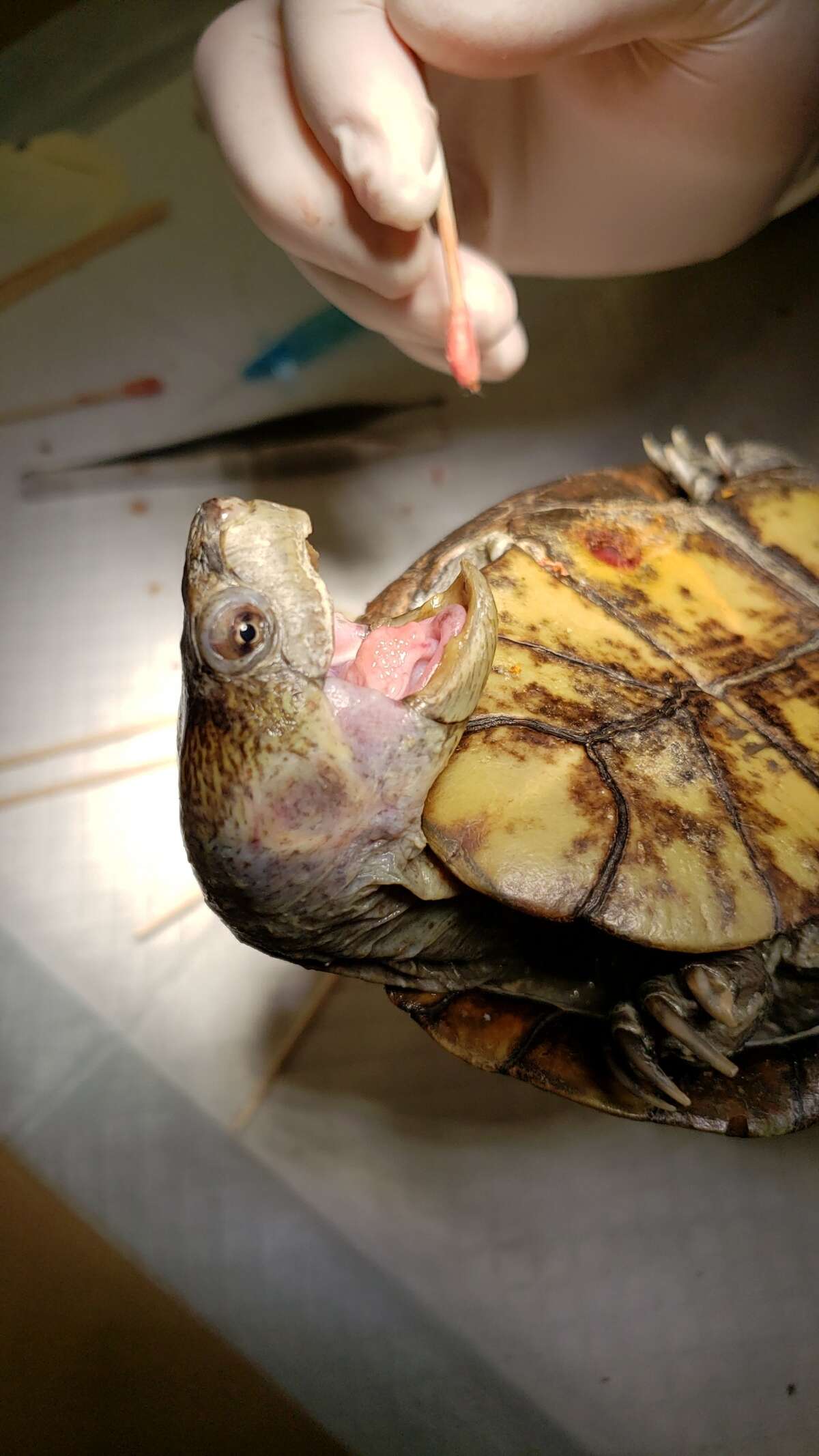 A rough-footed mud turtle opens wide for evaluation during rehabilitation.