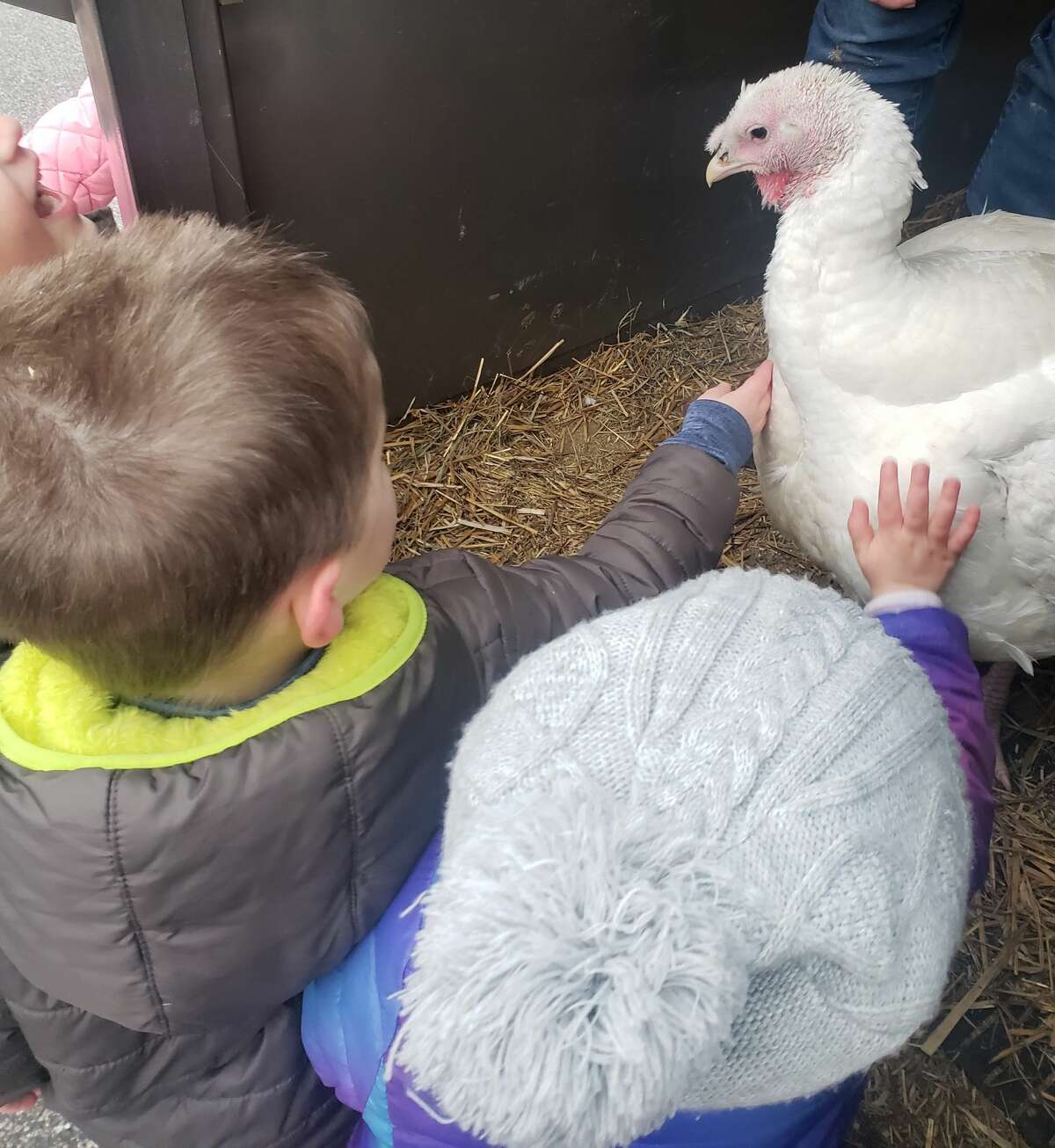 Elaine Bossingham, owner of Country View Farms in Manistee, brought a pair of turkeys to visit the preschoolers of Trinity Lutheran School on Thursday.