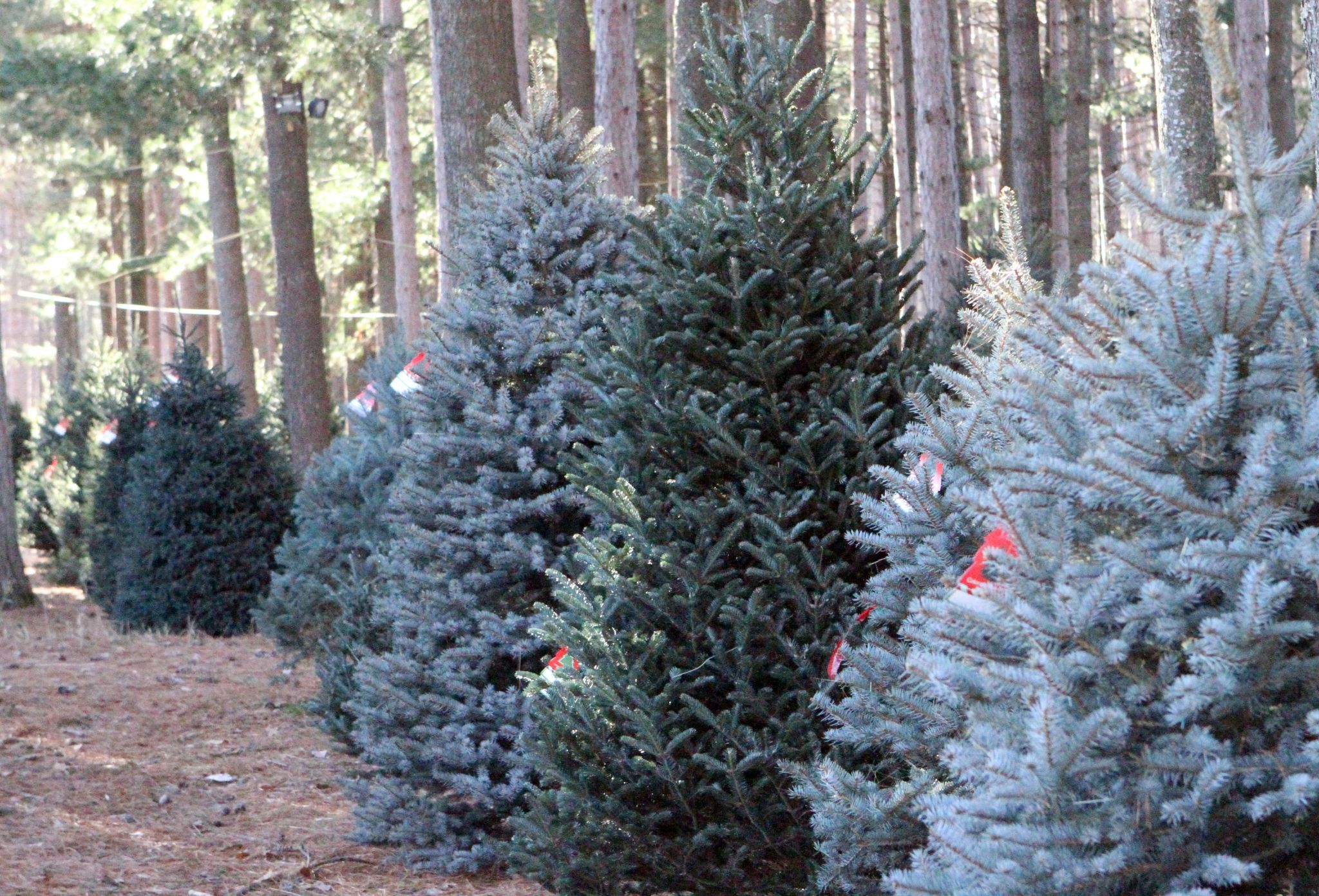 Projections rosy for the upcoming Christmas tree season - Vimarsana News