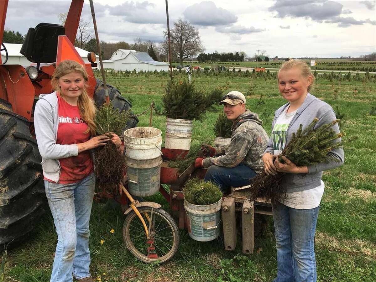 Pocahontas Christmas tree farm expects busy year