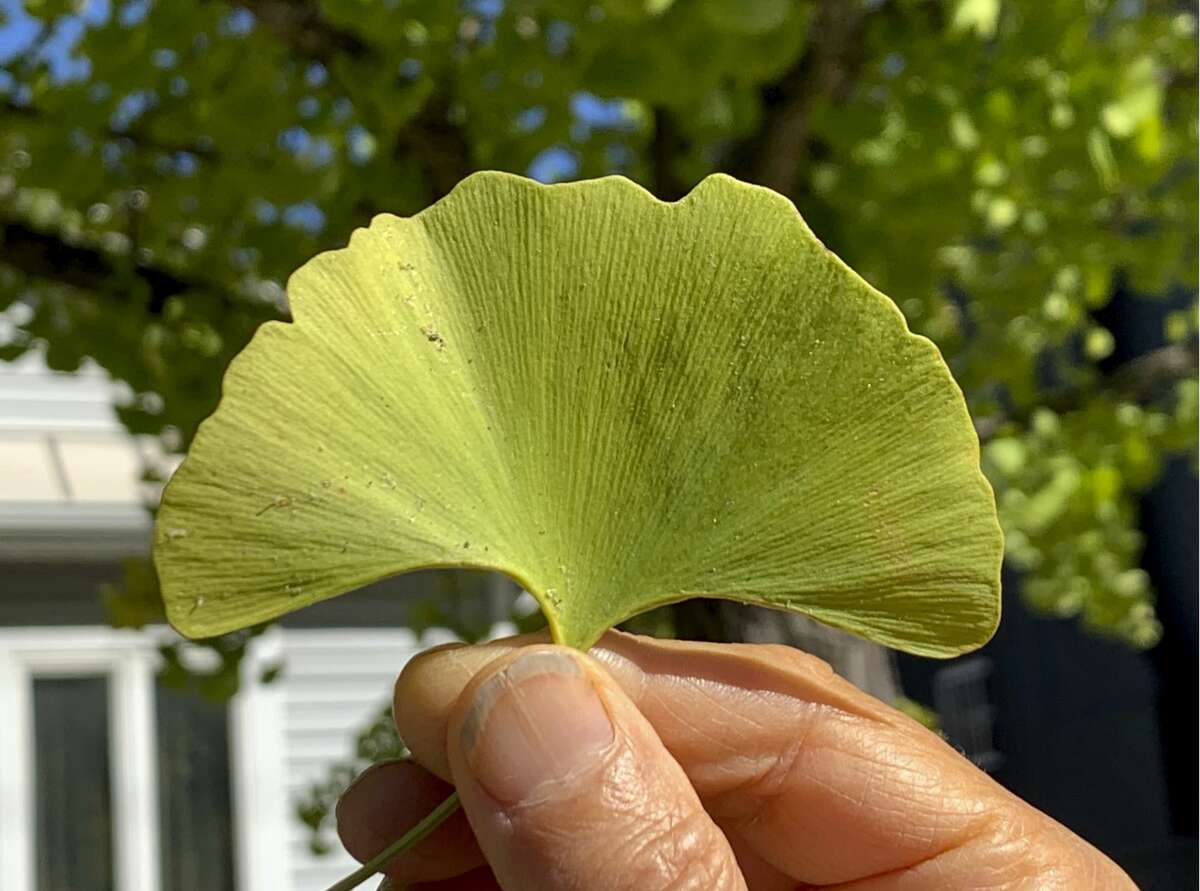 In addition to their fan shape, leaves of ginkgo trees have a unique venation pattern indicating its origin of this genus millions of years ago.