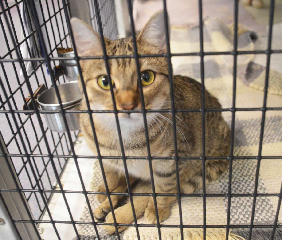 With pet adoptions down, Madison County shelters open doors on Black Friday