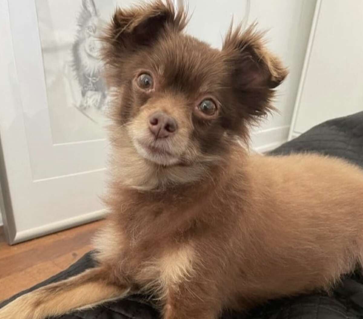 The search for a San Antonio dog is getting a boost from a Texas favorite. Luby's is promising a month of free mac and cheese as a reward for the safe return of Miko, an 8-year-old Pomeranian-Chihuahua mix. 