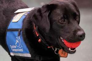 Meet Pilot, the second dog chosen to help care for kids at...