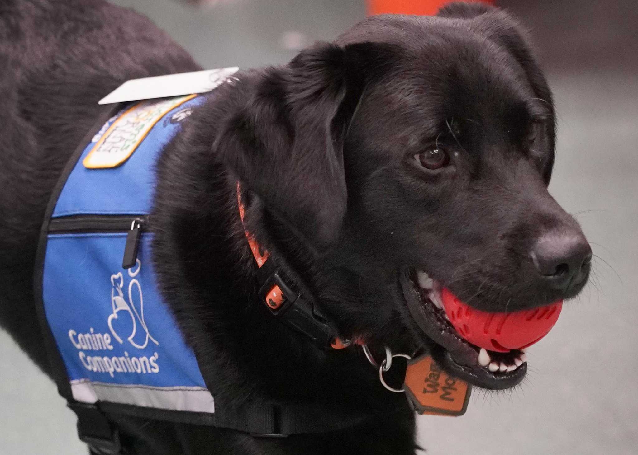 Meet Pilot, the second dog chosen to help care for kids at Children’s ...