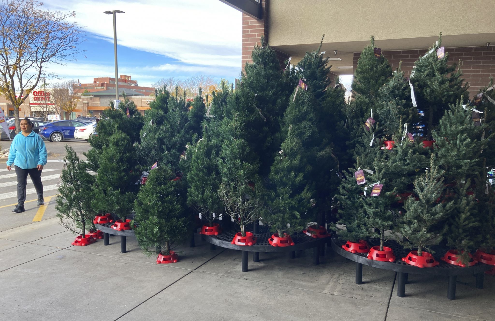 Expect to pay more for Christmas trees, experts say - Vimarsana News