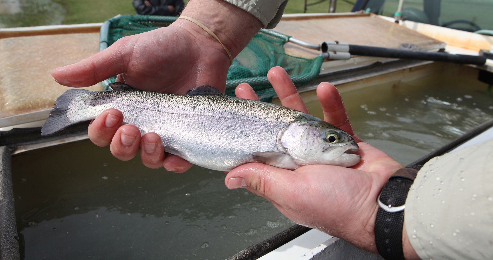 Texas' rainbow trout stocking starts at Neighborhood Fishin' Lakes