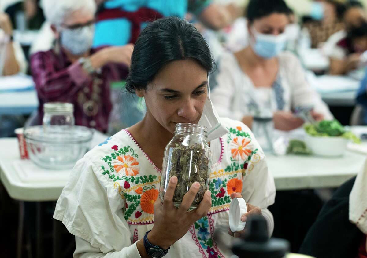 Paulina Caban, of Austin, an apprentice of Marika Alvarado, Lipan Mescalero Apache, smells a jar of herbs during a class taught by Alvarado with her school, Of the Earth Institute of Indigenous Cultures and Teachings, held in Austin, Texas on Sunday, November 14, 2021. (Special Contributor to the Houston Chronicle / Rodolfo Gonzalez)