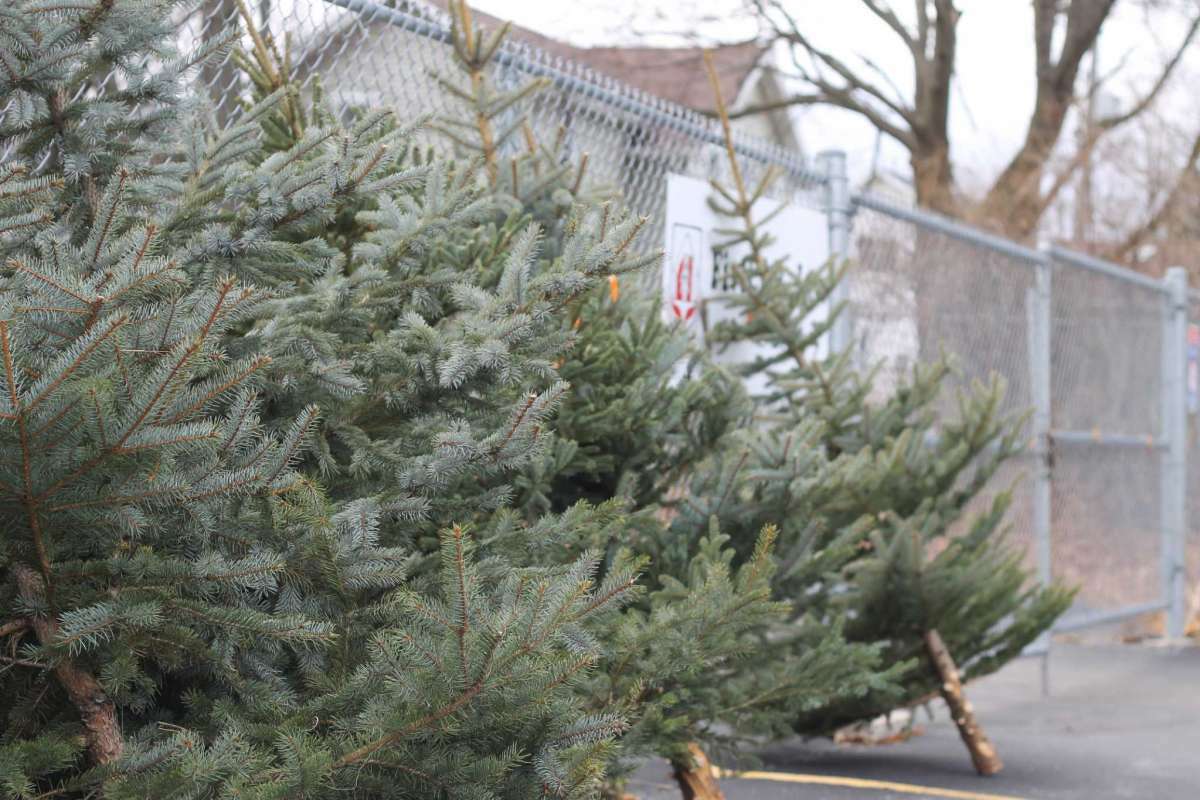 FiveCAP will be distributing free Christmas trees starting at 2 p.m. on Dec. 4 in Manistee. The trees are donated by Blue Earth Tree Farm in Ludington.