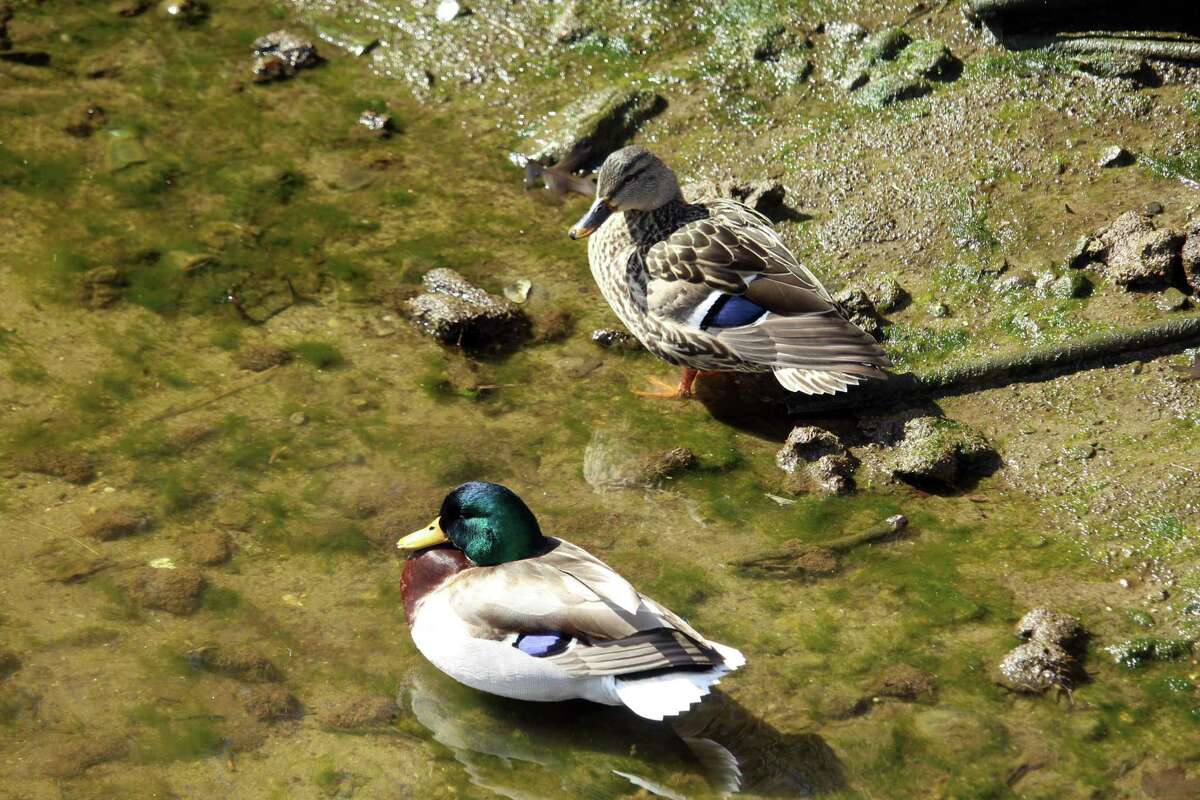 Two ducks enjoying some sunlight along the Saugatuck River. Taken March 24, 2020 in Westport, Conn.