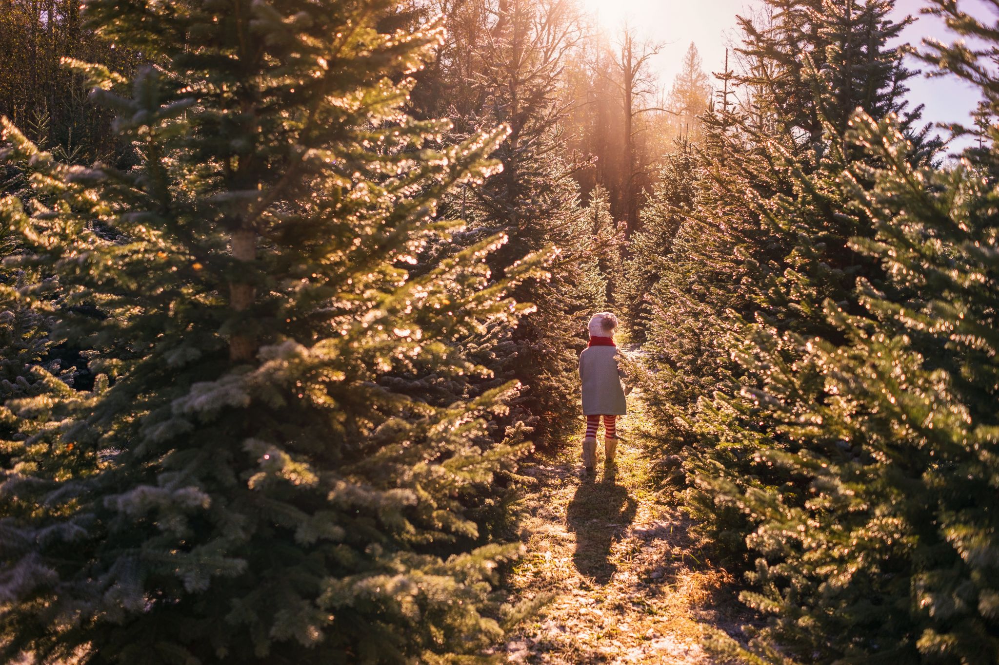 All the Christmas tree farms in San Antonio