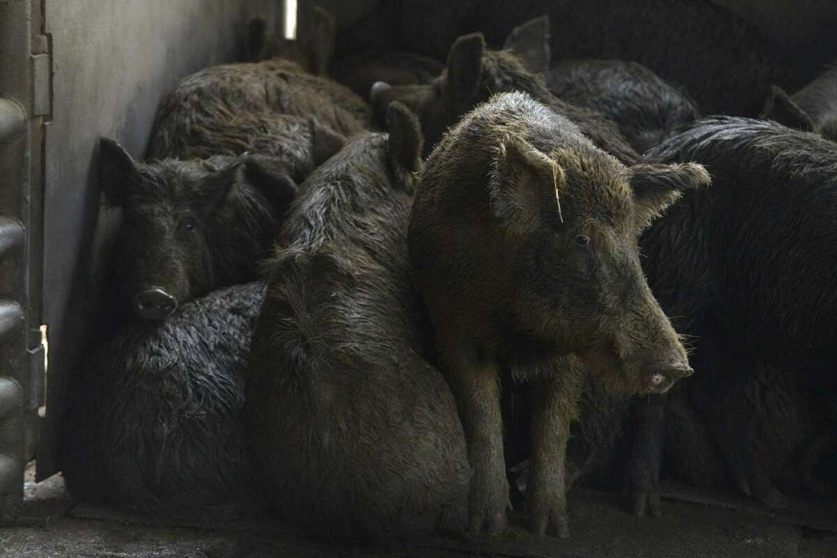 Feral hogs that have been trapped are held in a pen at Southern Wild Game, Inc. in Devine, near San Antonio, on Friday, March 10, 2017.