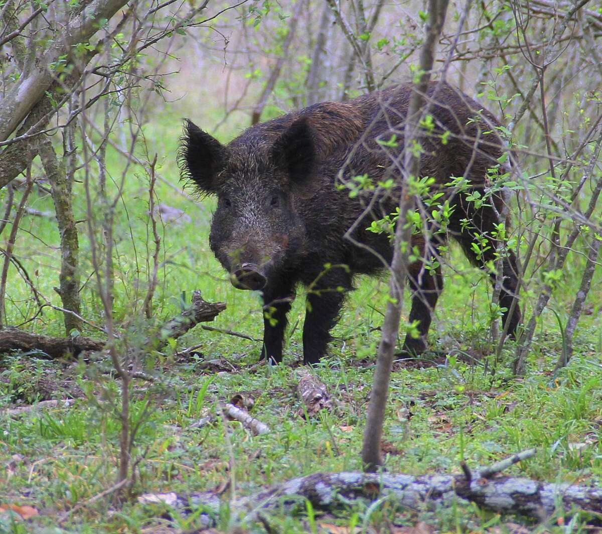 Feral hogs such as this one are a growing menace in many parts of Texas.