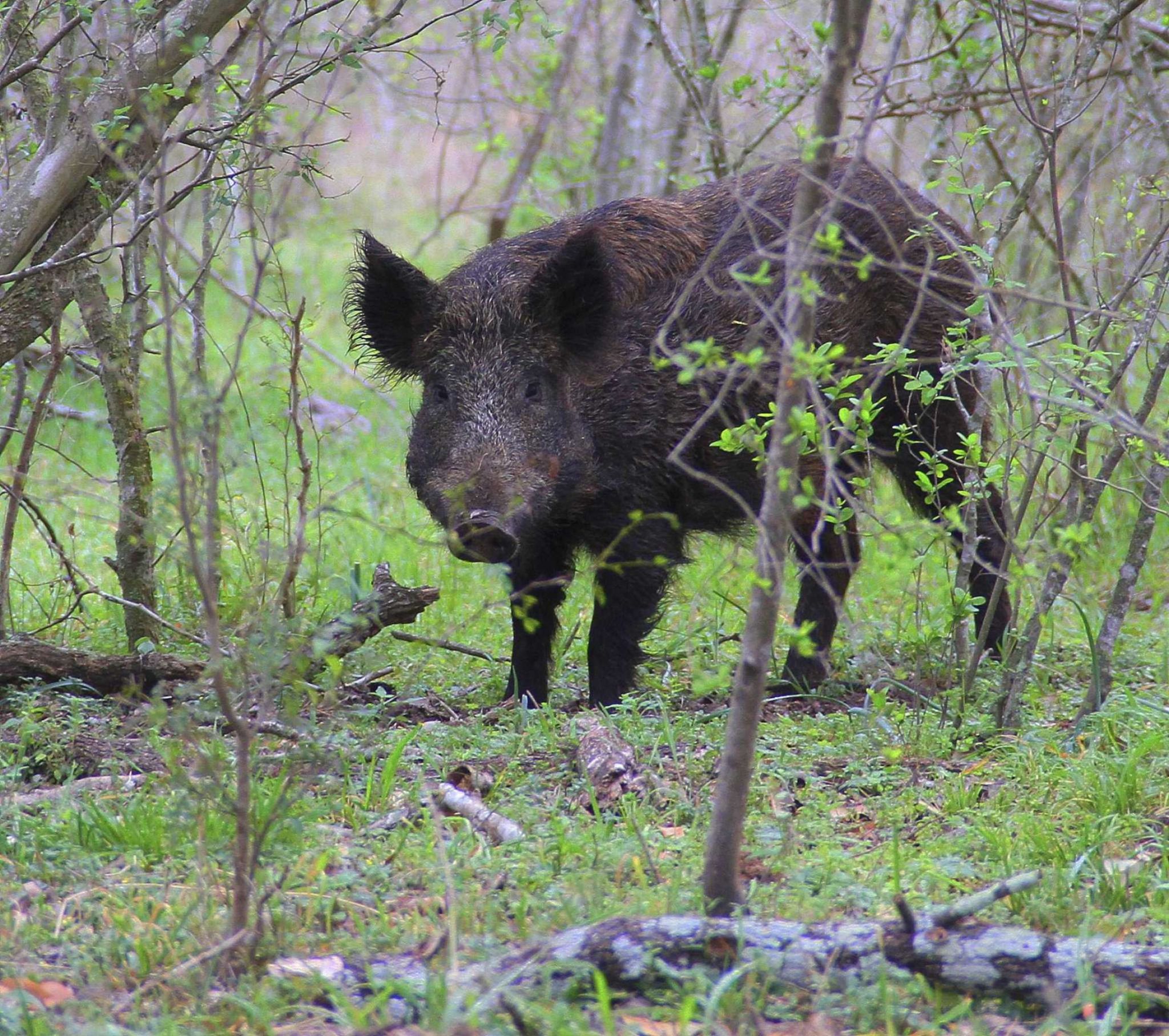 Feral hogs are invading Houston neighborhoods and destroying property