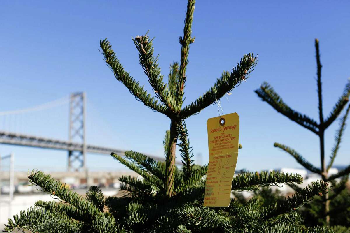 Christmas trees could cost more this year in the Bay Area. But will