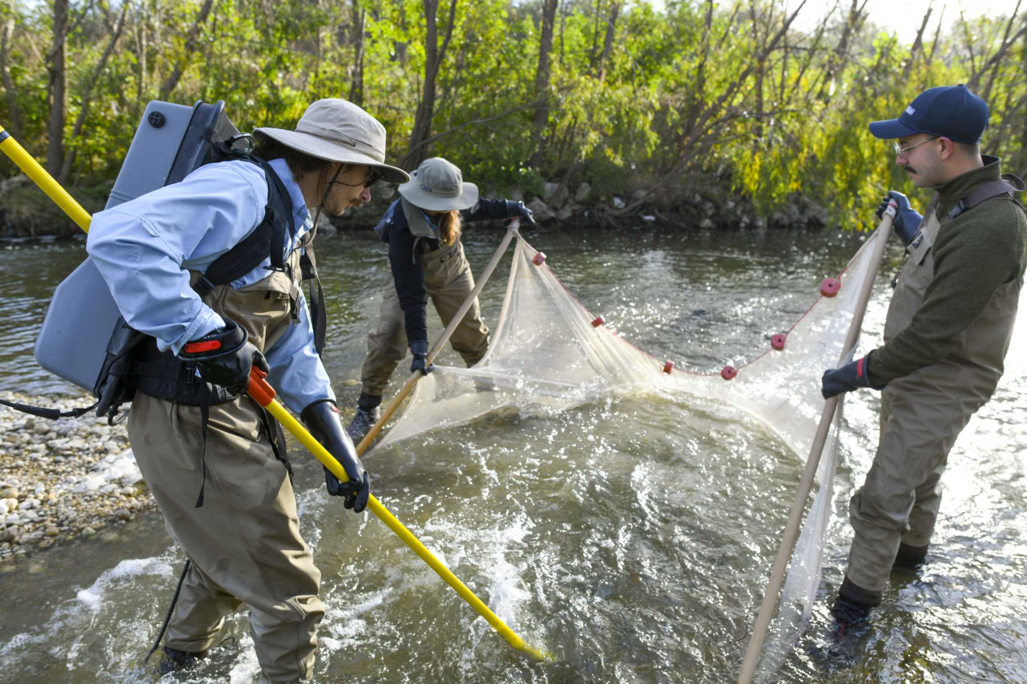 San Antonio River fish making a comeback - Vimarsana News