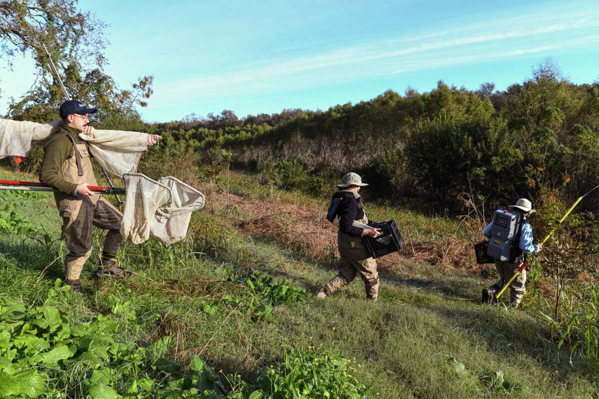 Aquatic biologists Steve Bittner, left, Zoe Nichols, middle, and Austin Davis walk to the San Antonio River along Mission Reach to trap fish as part of the San Antonio River Authority’s Nekton Survey on Tuesday, Nov. 23, 2021. The survey monitors fish diversity.