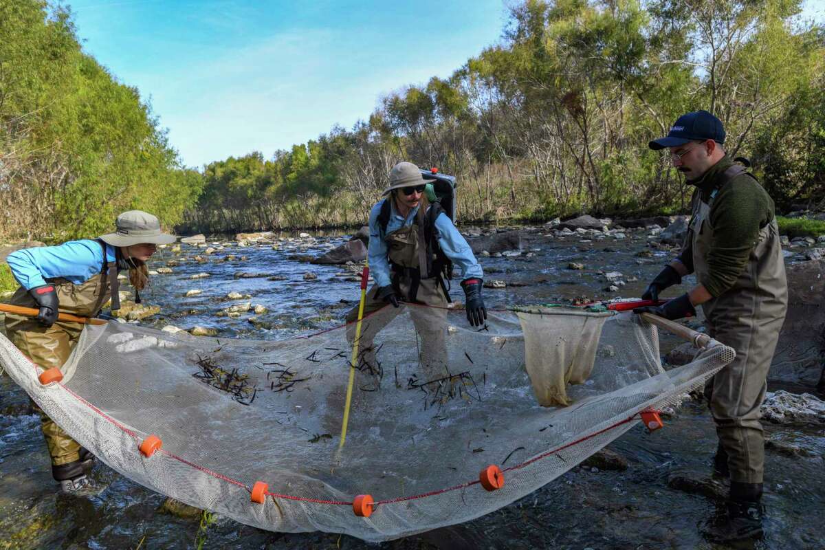 Aquatic biologists Zoe Nichols, left, Austin Davis, middle, and Steve Bittner check the fish caught in their net as part of the Nekton Survey for the San Antonio River Authority on Tuesday, Nov. 23, 2021. The survey monitors fish diversity.