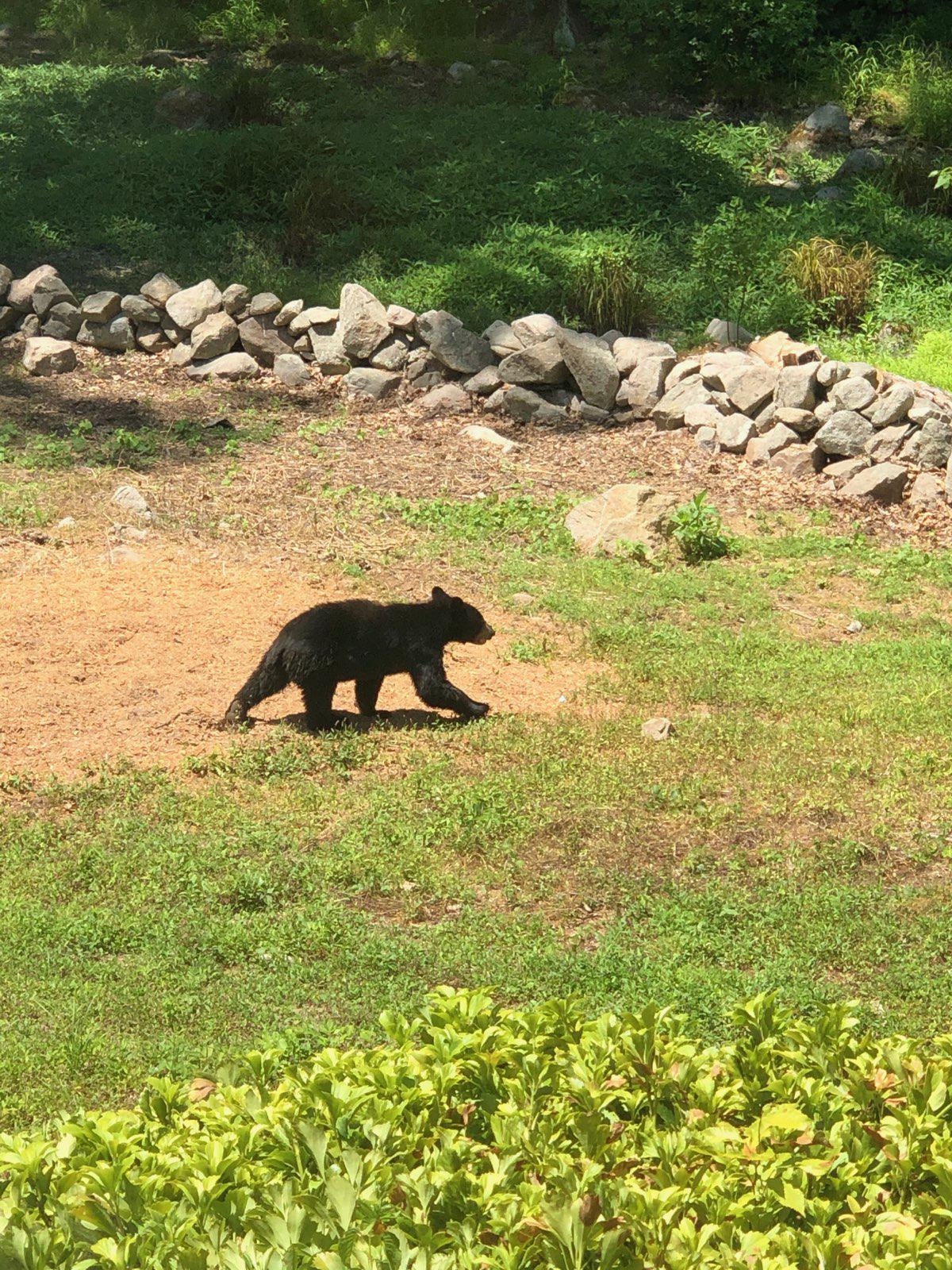 New Canaan has seen an 'increase in wildlife activity,' why? - Vimarsana News