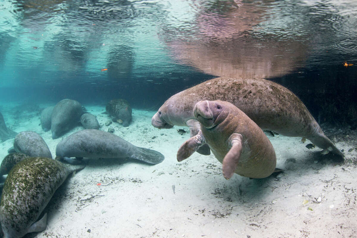 West Indian manatees swim in Crystal River, Florida.