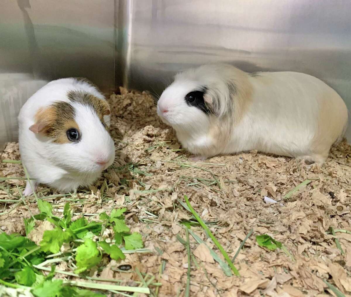 Katie and Peanut are two peas in a pod…er, in a pigloo. These two Guinea pig girls are a bonded pair at the Connecticut Humane Society and looking for a home together. Katie, who is fluffier and larger, is 2 years old, and her buddy Peanut is 3 years old. They love hanging out in their pigloos, burrowing in blankets, and snacking on leafy greens, and they enjoy being handled once you have them in your lap. Katie even loves getting her chin scratched, and will lift her head higher and higher for more scratchies. Visit CThumane.org/adopt to learn more. An online application can be found in each pet’s profile.