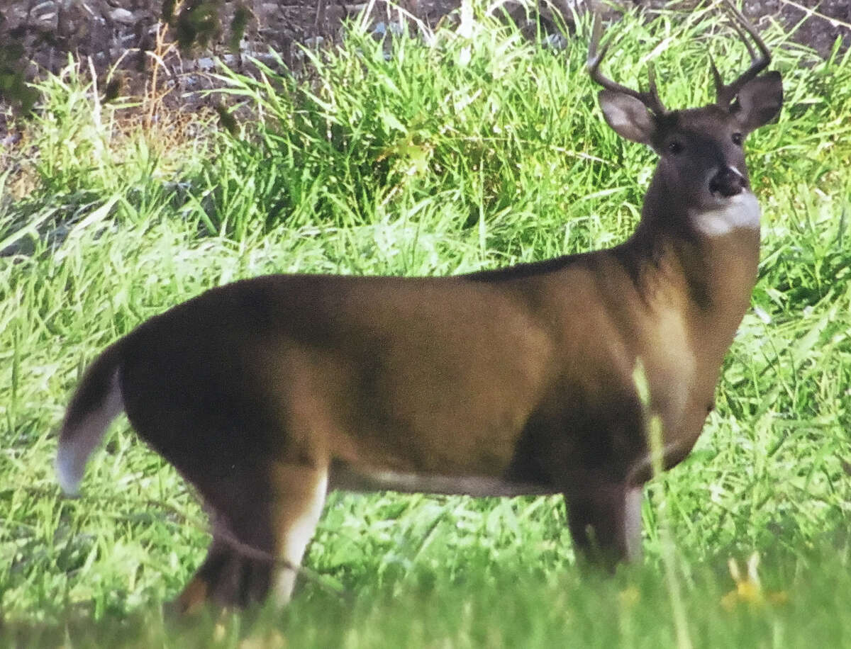 A buck pays a visit to a Macoupin County backyard.
