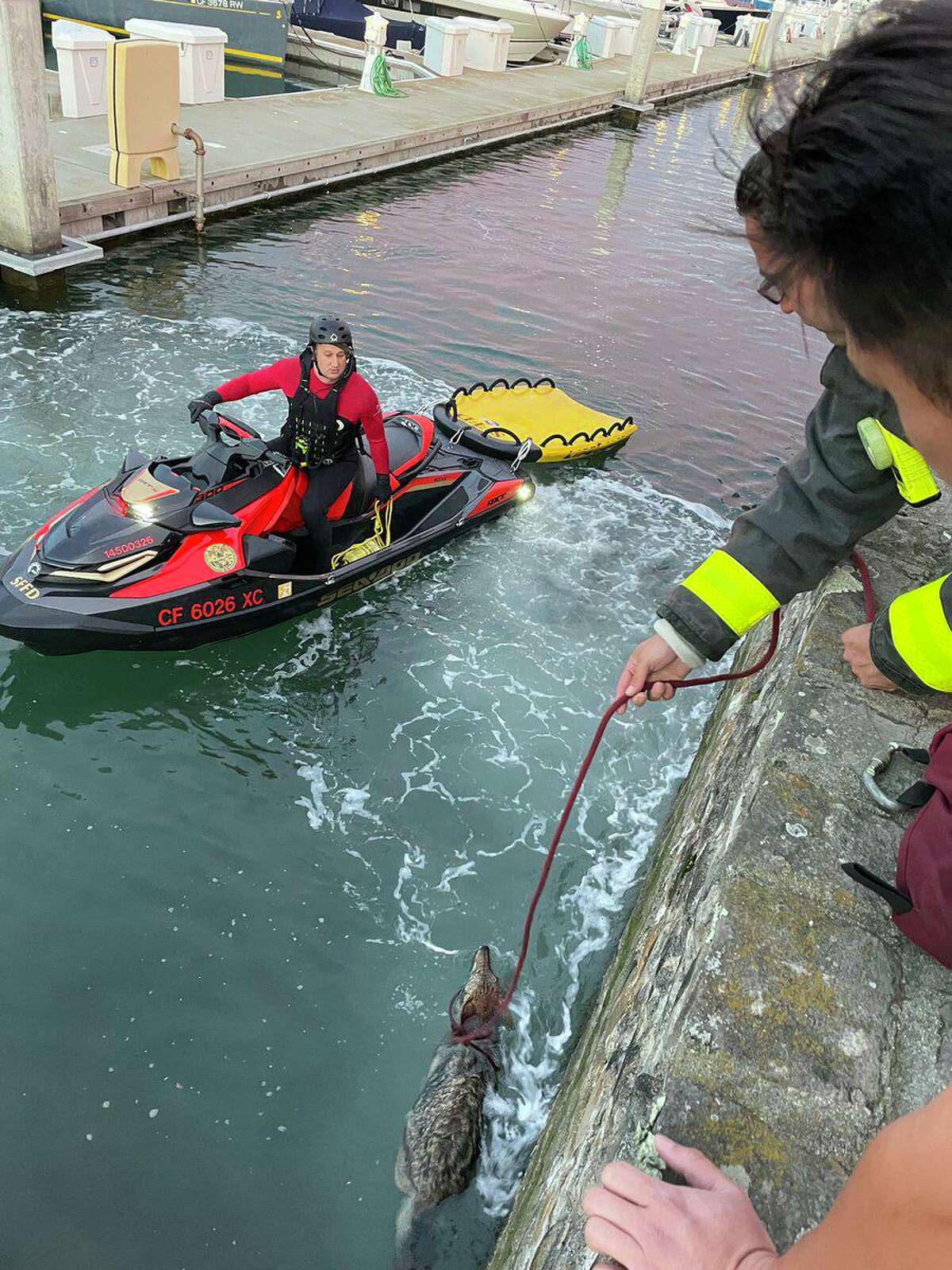 San Francisco firefighters used a lasso to rescue a drowning coyote from the cold waters of Marina Green on Friday.