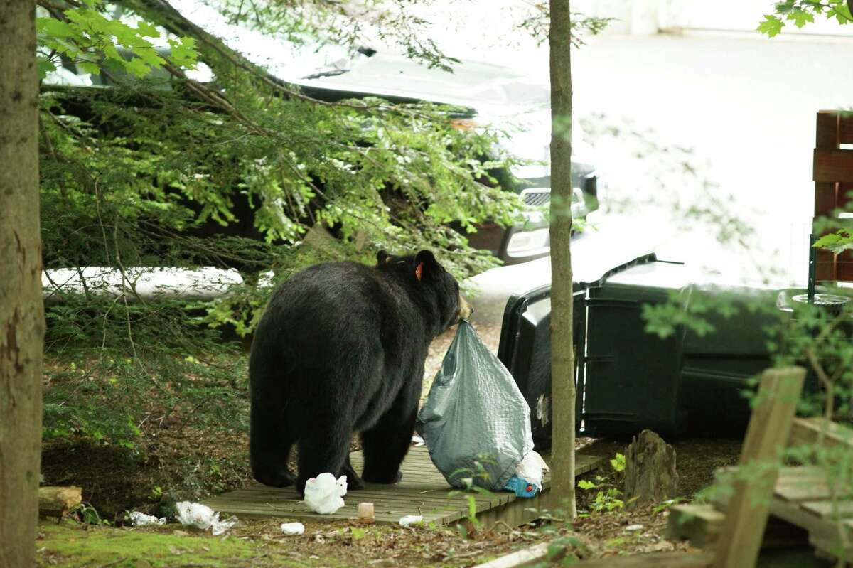 65-year-old man injured in bear attack in Litchfield, officials say