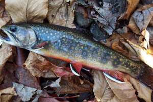 The beauty of brook trout and the Smokies in November