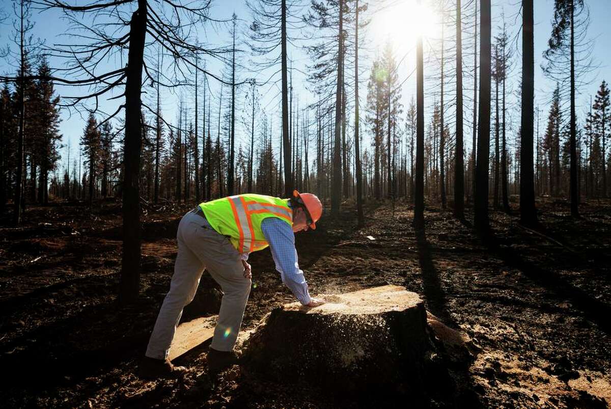 Neil Fischer of Collins Pine brushes sawdust off a stump of an old-growth tree salvage logged near Chester (Plumas County).
