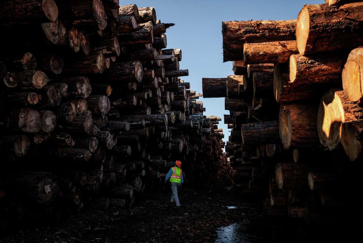At the Collin Pines mill in Chester, Neil Fischer walks through decks of pine logs burned in the Dixie Fire.