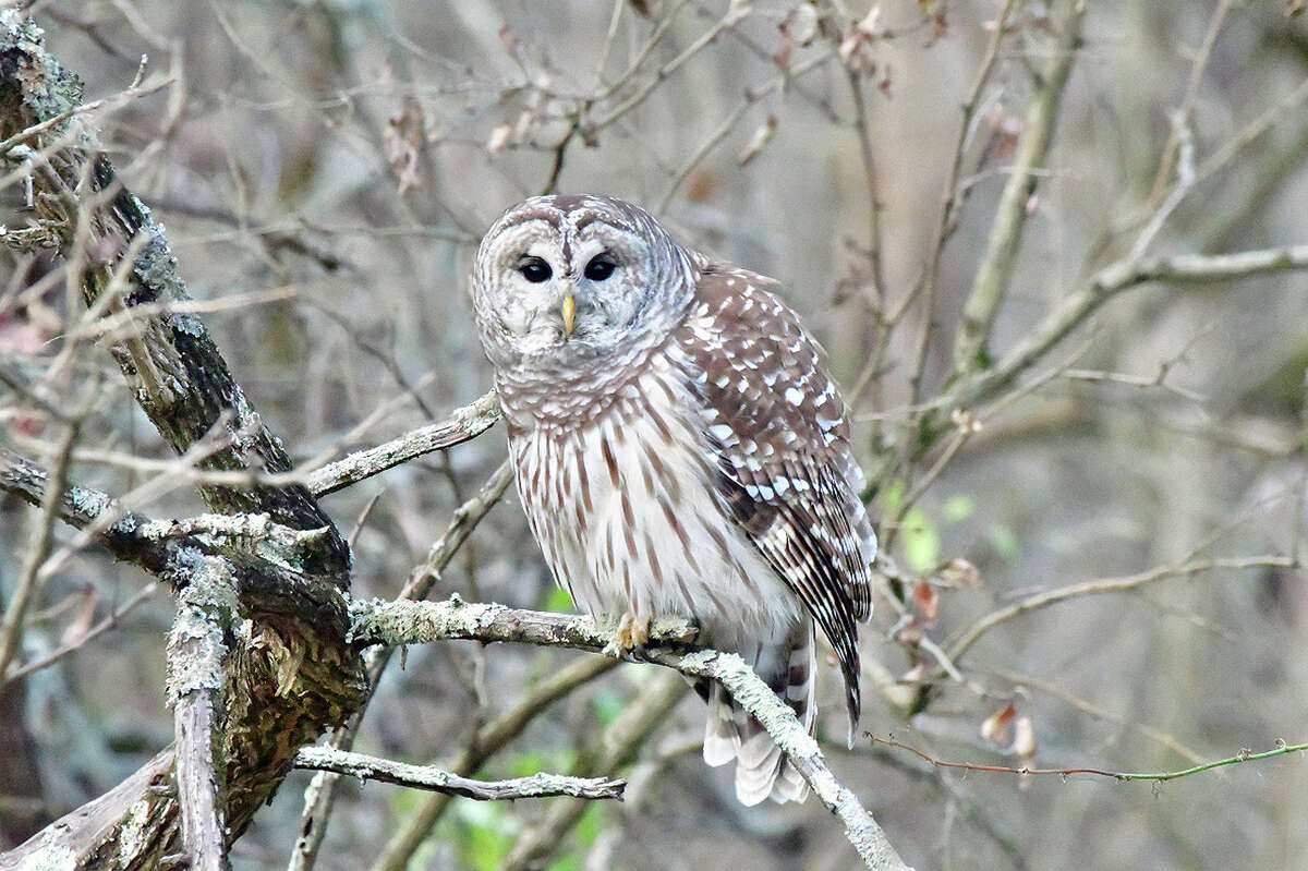 A barred owl spends time at its favorite spot near Waverly.