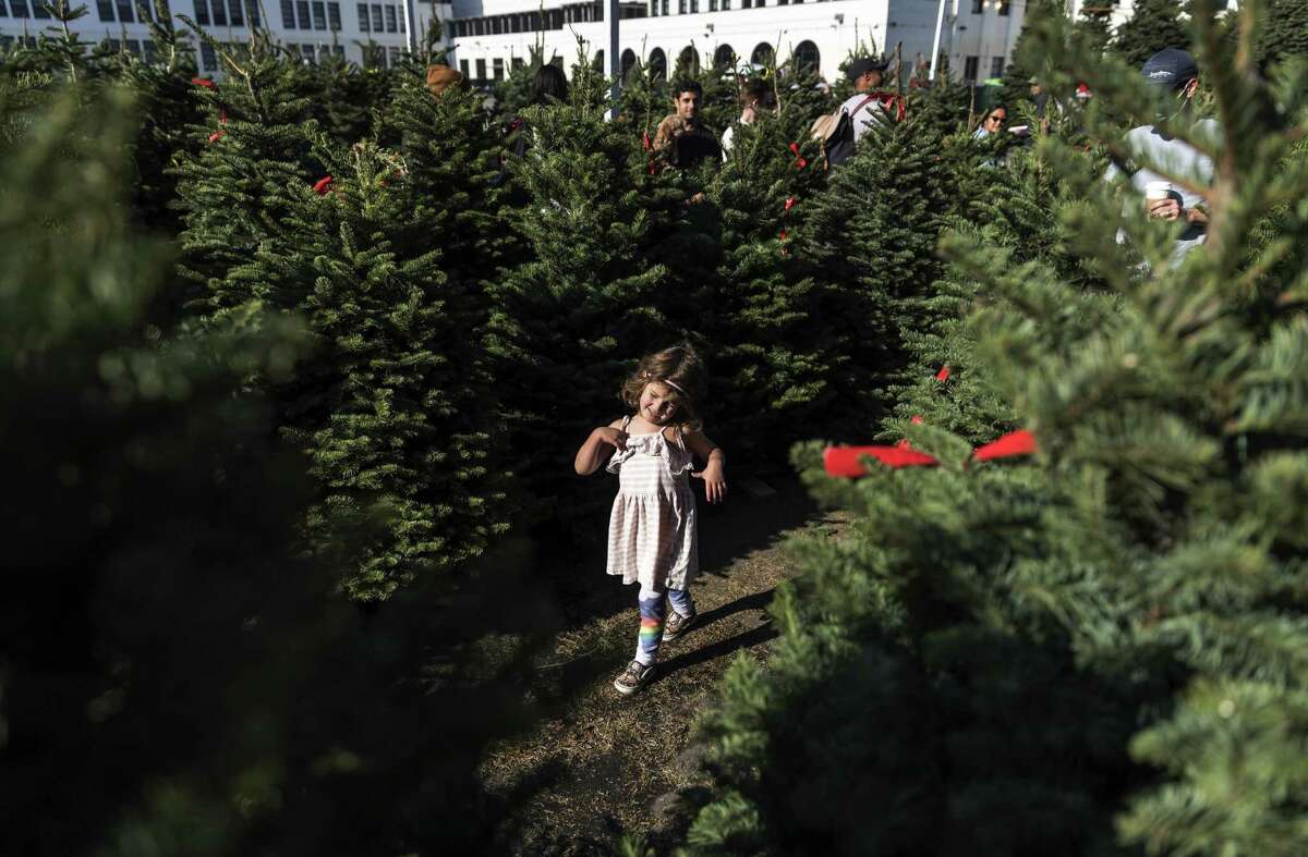 Tyler Hamilton, 3, walks through Christmas tree rows as she and her family look for the perfect tree at the Marina Middle School Christmas tree lot in San Francisco.