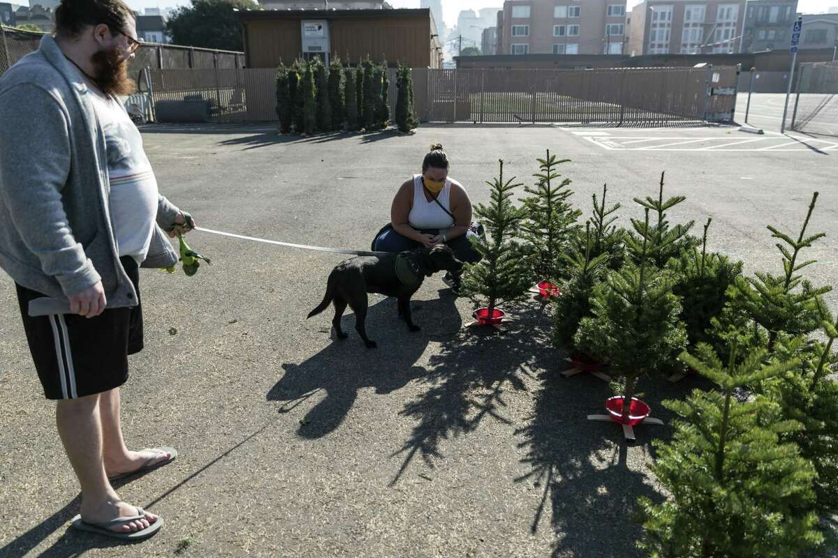Lucy helps select a tree with her humans, Katherine Armstrong and Christian Behrens at the Marina Middle School Christmas tree lot.