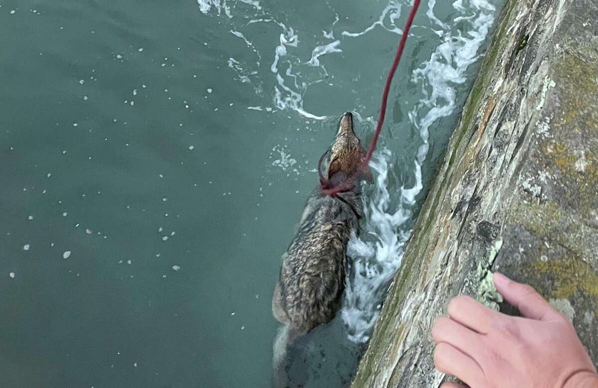 Crews were able to attach a rope around the coyote's neck to keep it's head above water before lifting it to safety onto a dock.