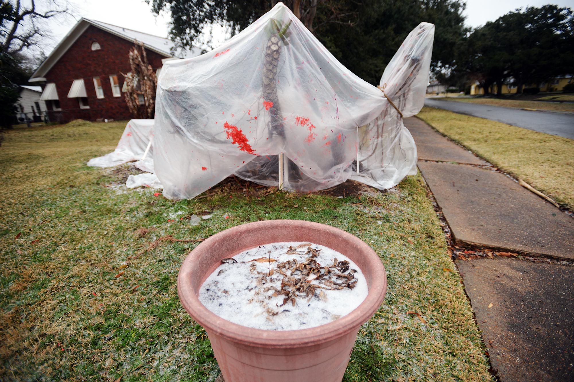 How to protect your plants from a freeze and the cold weather in San Antonio this winter - Vimarsana News
