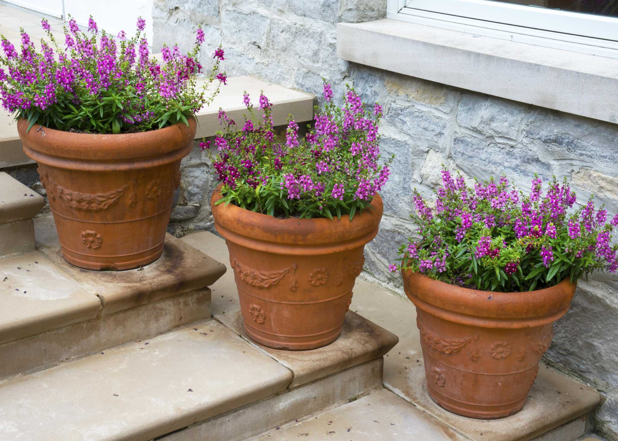 The best plants for containers in full sun in Texas includes Pride of  Barbados, lantanas and pentas