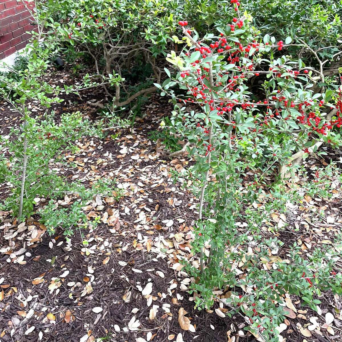 The best plants for containers in full sun in Texas includes Pride of