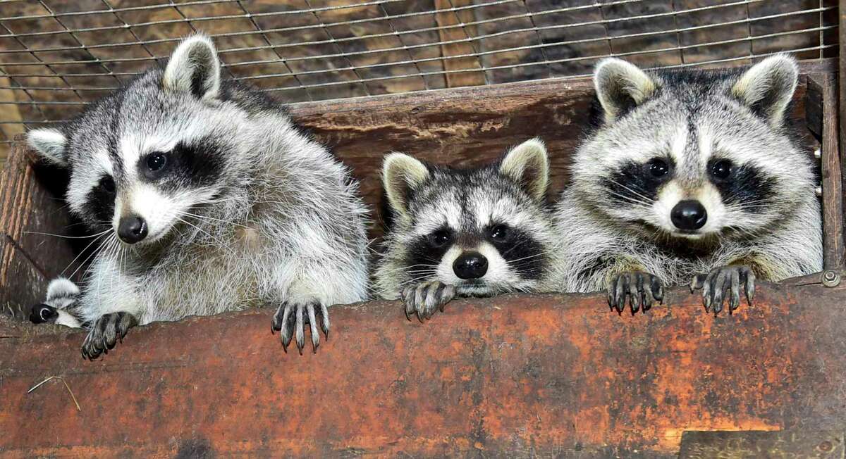 Raccoons at Eunice Demond’s animal rescue in Guilford in February 2021.