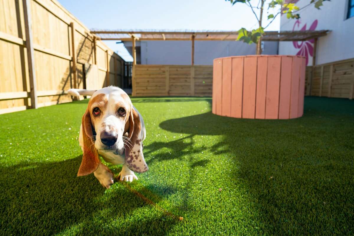Say hello to the Pearl area's newest doggy daycare for good boys and best girls with plenty of room to roam.