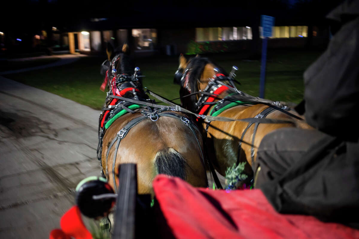 Guests enjoy hot chocolate, live music and horse-drawn carriage rides through the Northwood University campus during the annual Winter Wonderland event Monday, Nov. 29, 2021 in Midland.