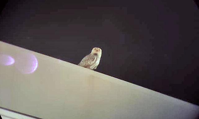 Rare snowy owl spotted in CT for second time in month - Vimarsana News