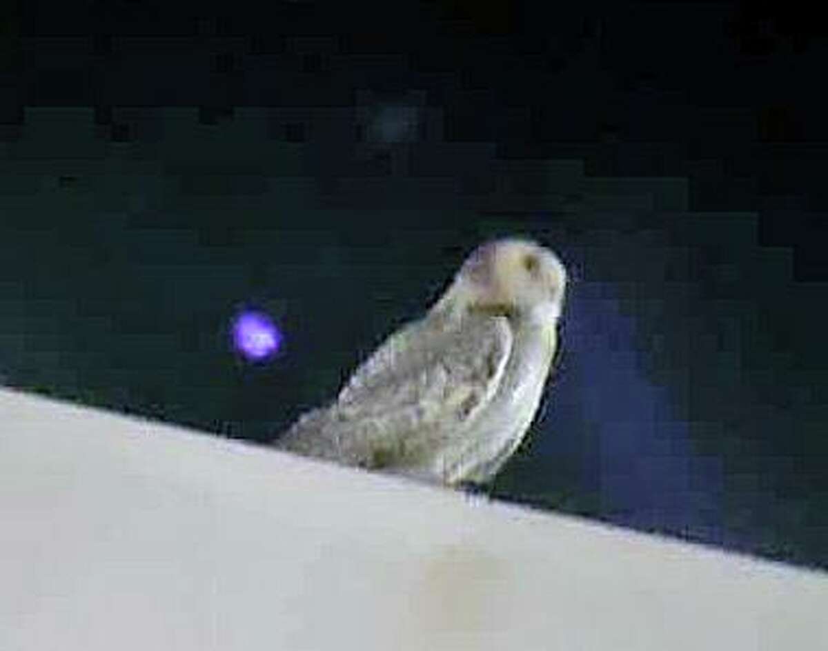 A snowy owl seen on the roof of a factory in Connecticut recently.