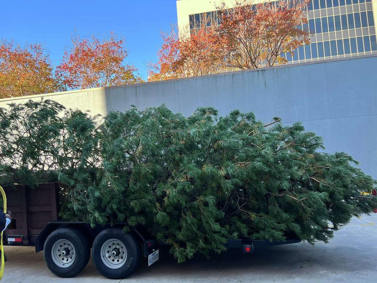 Mamie the Christmas tree traveled from North Texas to Austin so it can be on display at the Texas Capitol. 