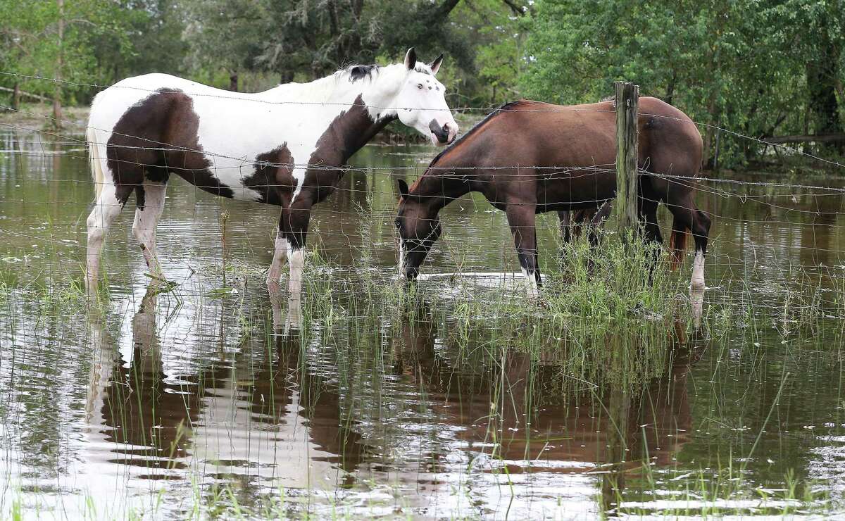Horses grazing in a flooded yard in Matagorda County following Hurricane Nicholas on Tuesday, Sept. 14, 2021.
