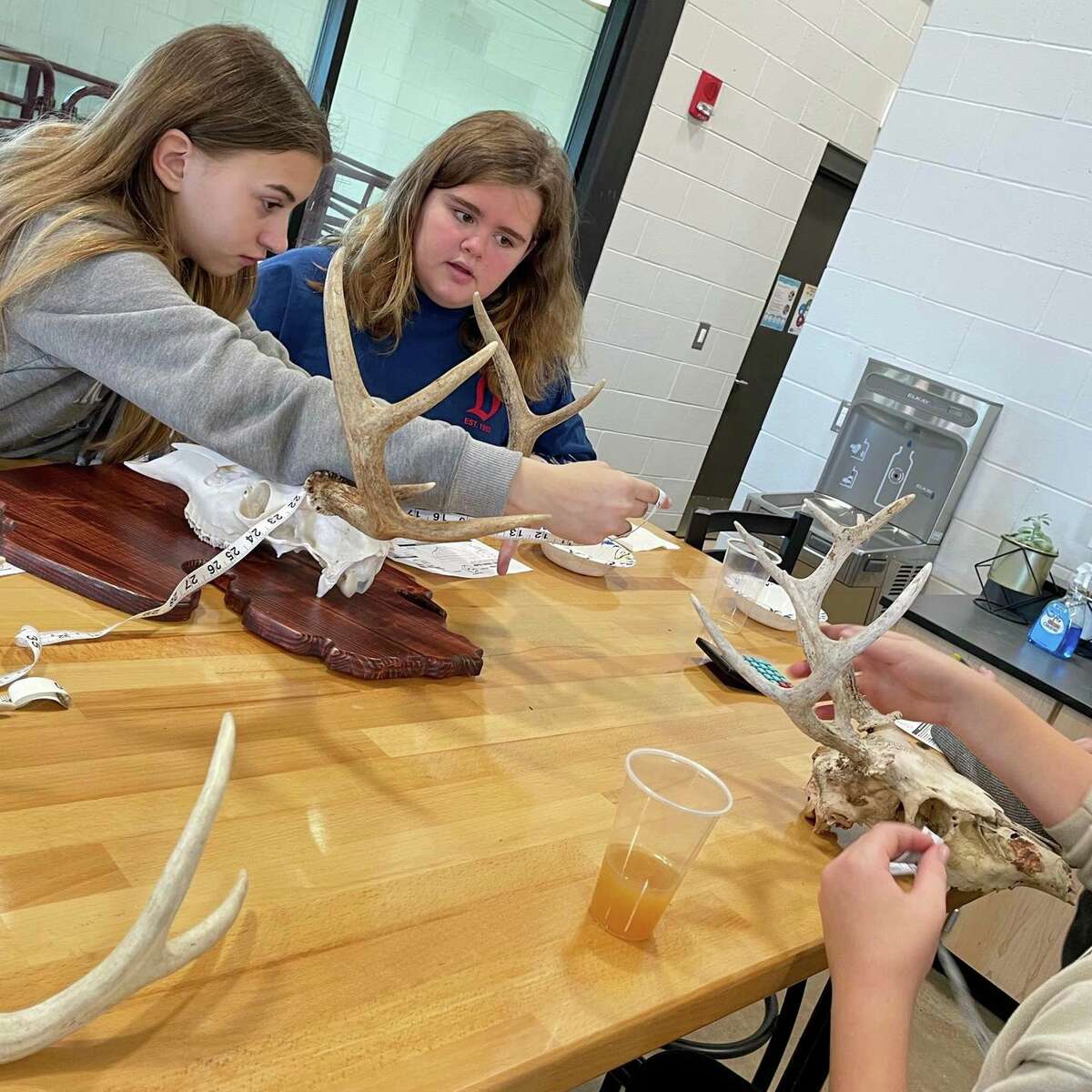 Students measure deer antlers and points during North Huron Schools' Deer Day during the week of Thanksgiving. 